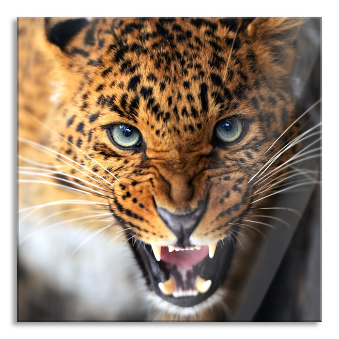 Fauchender Leopard, Glasbild Quadratisch