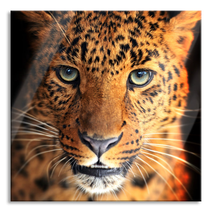 Pixxprint Stolzer Leopard, Glasbild Quadratisch