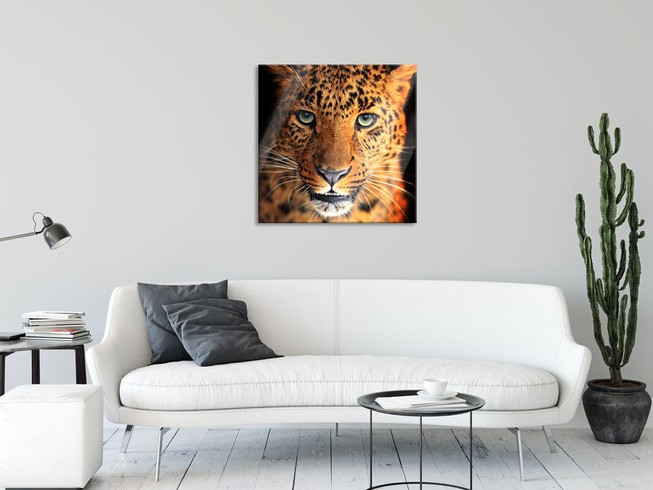 Stolzer Leopard, Glasbild Quadratisch