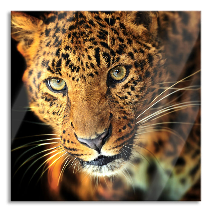 Pixxprint Anmutiger Leopard, Glasbild Quadratisch