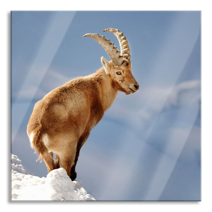 Steinbock im Schnee, Glasbild Quadratisch