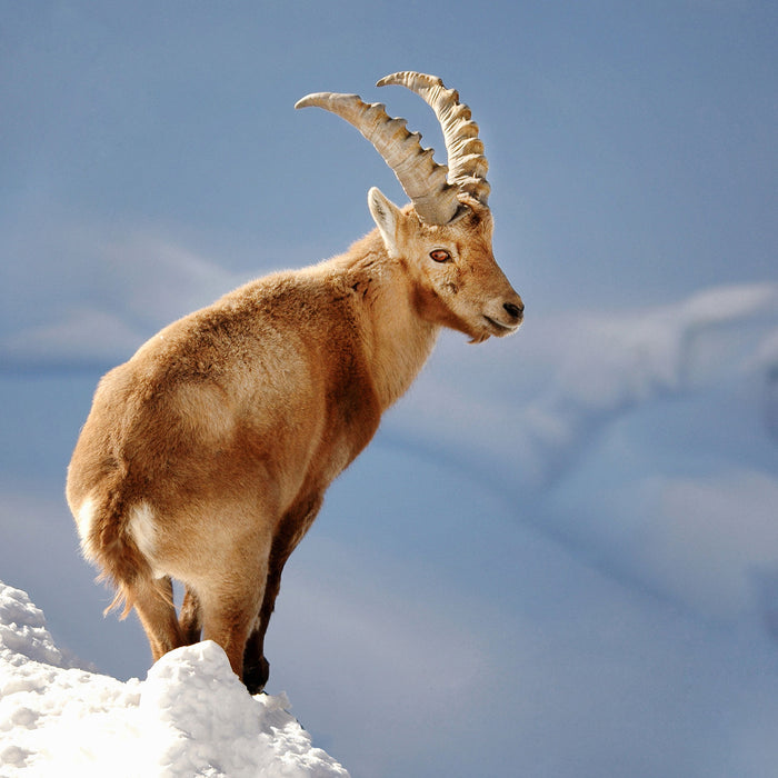 Steinbock im Schnee, Glasbild Quadratisch