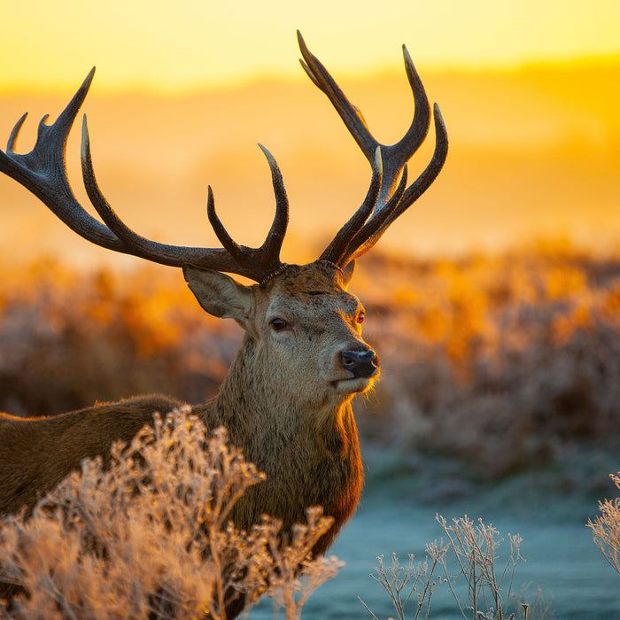 Stolzer Hirsch auf Wiese, Glasbild Quadratisch