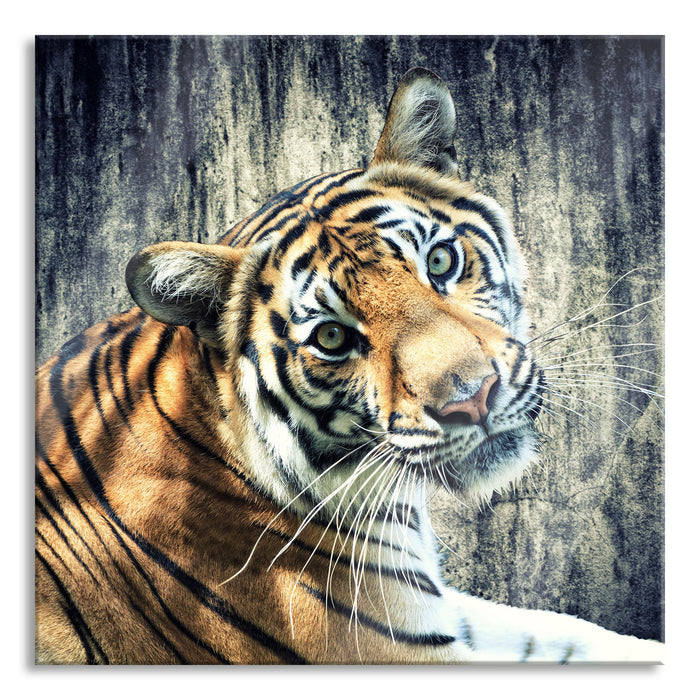 Neugieriger Tiger, Glasbild Quadratisch