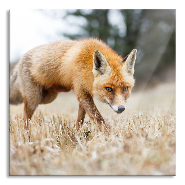 Schöner Fuchs, Glasbild Quadratisch