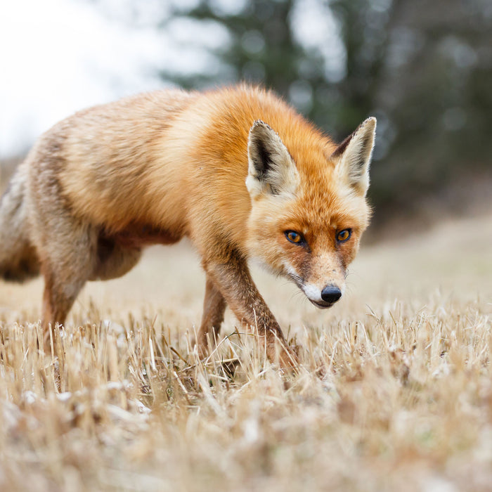 Schöner Fuchs, Glasbild Quadratisch