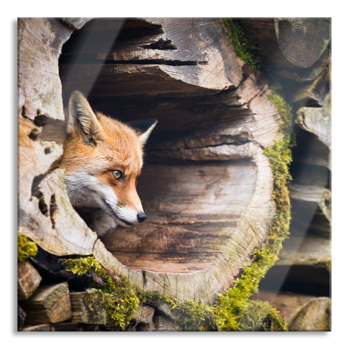 Pixxprint Fuchs im Baumstamm, Glasbild Quadratisch