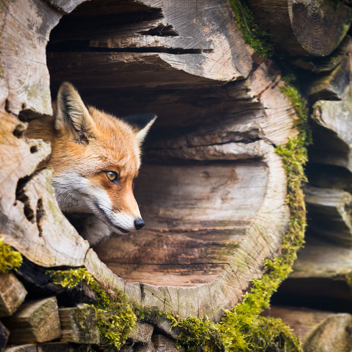 Fuchs im Baumstamm, Glasbild Quadratisch