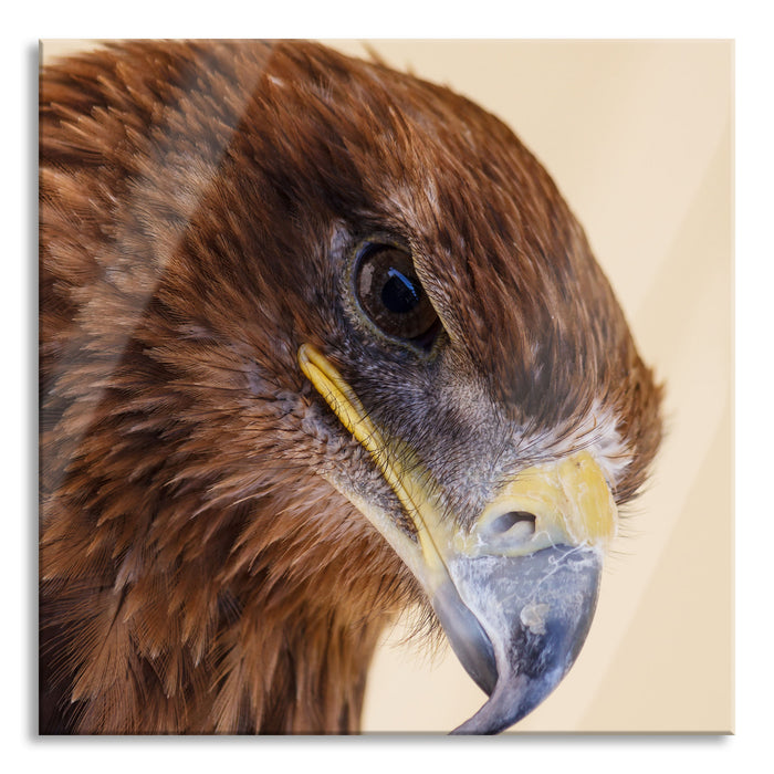 Adler Porträt, Glasbild Quadratisch