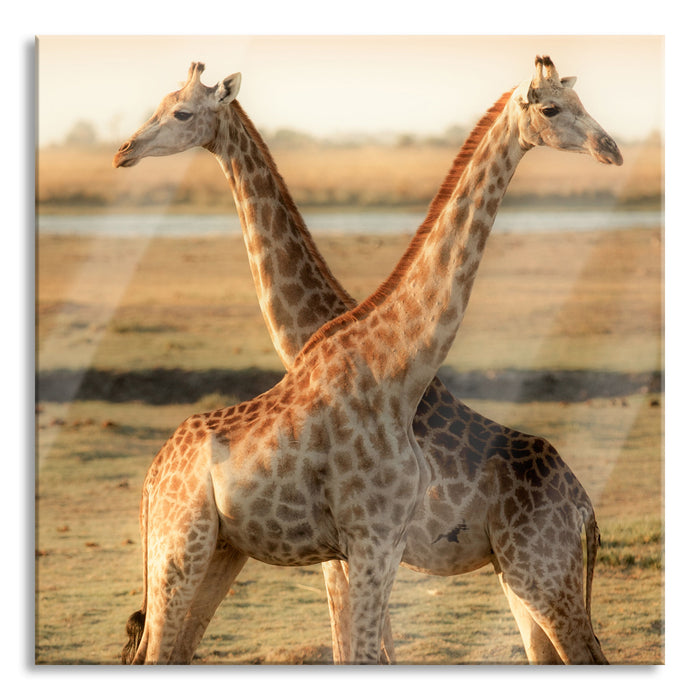 Giraffen Paar, Glasbild Quadratisch