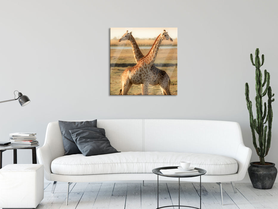 Giraffen Paar, Glasbild Quadratisch