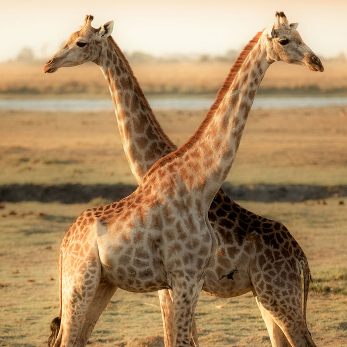 Giraffen Paar, Glasbild Quadratisch