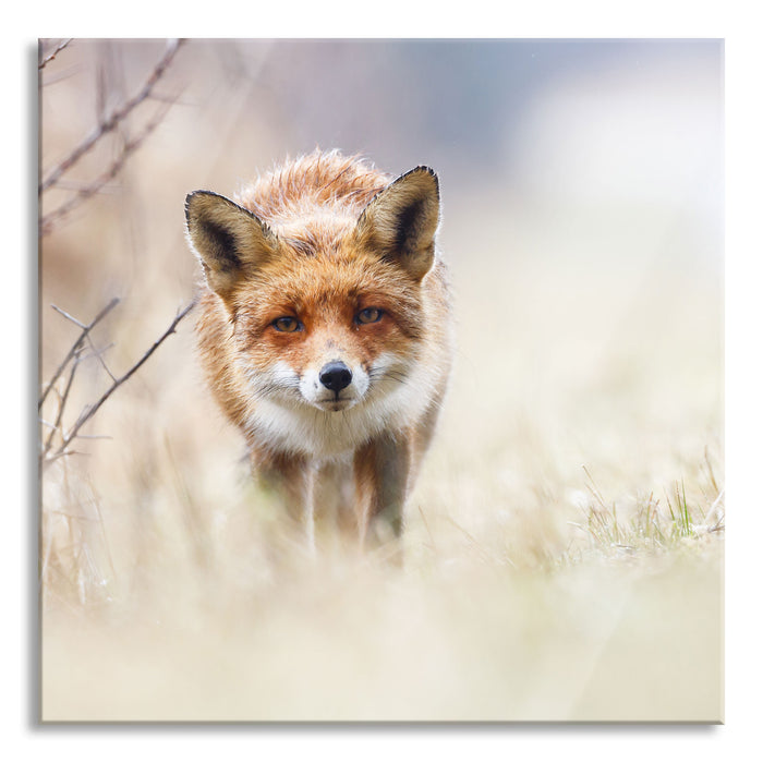 Pixxprint Schleichender fuchs, Glasbild Quadratisch