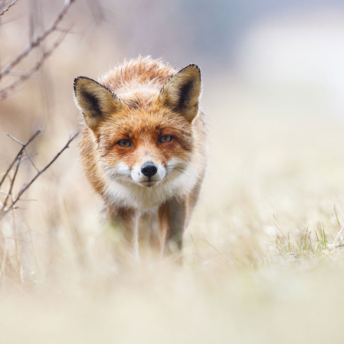 Schleichender fuchs, Glasbild Quadratisch