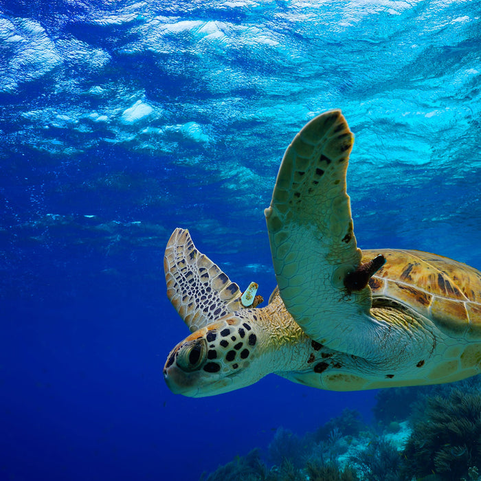 Schildkröte im Riff, Glasbild Quadratisch