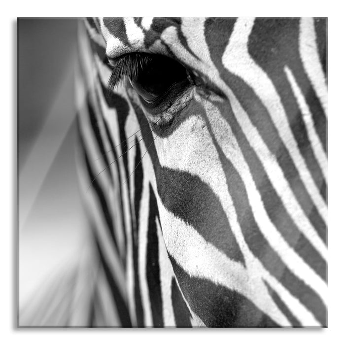 Zebra Nahaufnahme, Glasbild Quadratisch