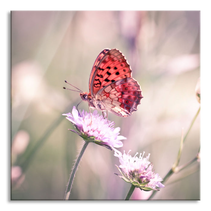 Pixxprint Bezaubernder Schmetterling, Glasbild Quadratisch