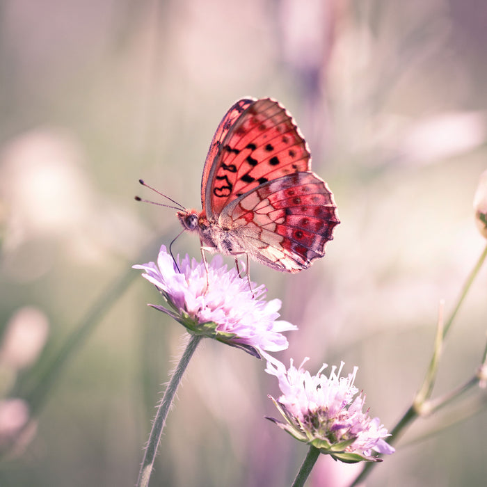 Bezaubernder Schmetterling, Glasbild Quadratisch