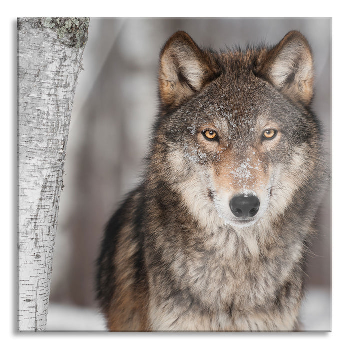 Pixxprint Wachsamer Wolf, Glasbild Quadratisch