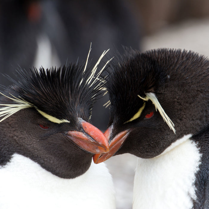 Pinguin Kuss, Glasbild Quadratisch