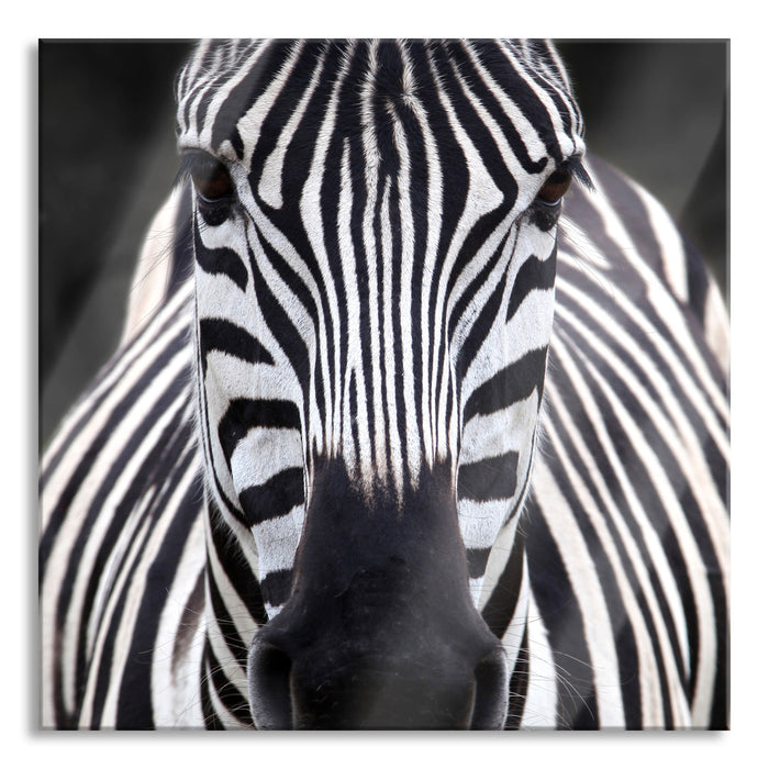 Zebra Porträt, Glasbild Quadratisch