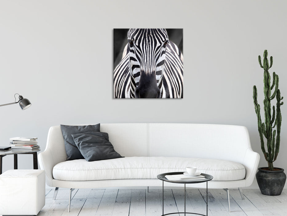 Zebra Porträt, Glasbild Quadratisch