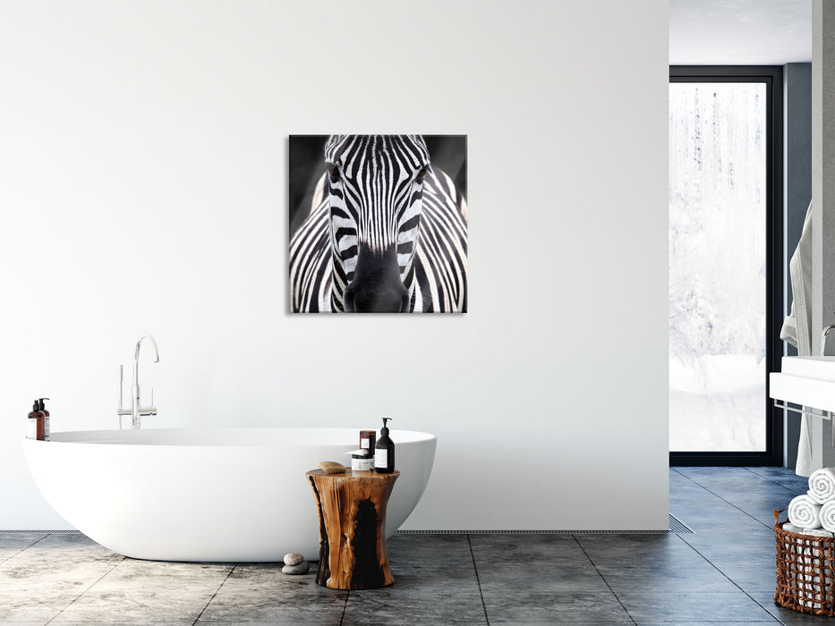 Zebra Porträt, Glasbild Quadratisch