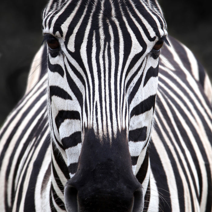 Zebra Porträt, Glasbild Quadratisch