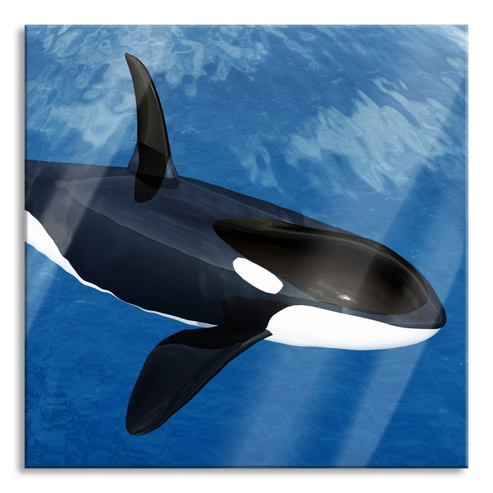 Orca im blauen Meer, Glasbild Quadratisch