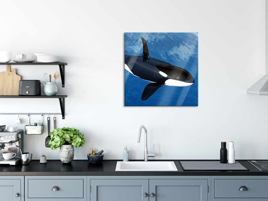 Orca im blauen Meer, Glasbild Quadratisch