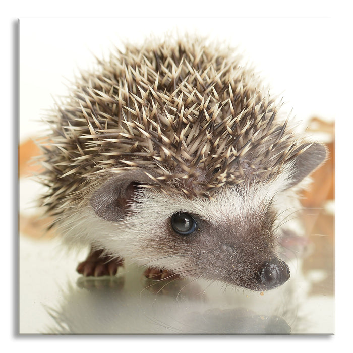 Süßer Igel, Glasbild Quadratisch