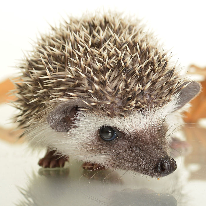 Süßer Igel, Glasbild Quadratisch