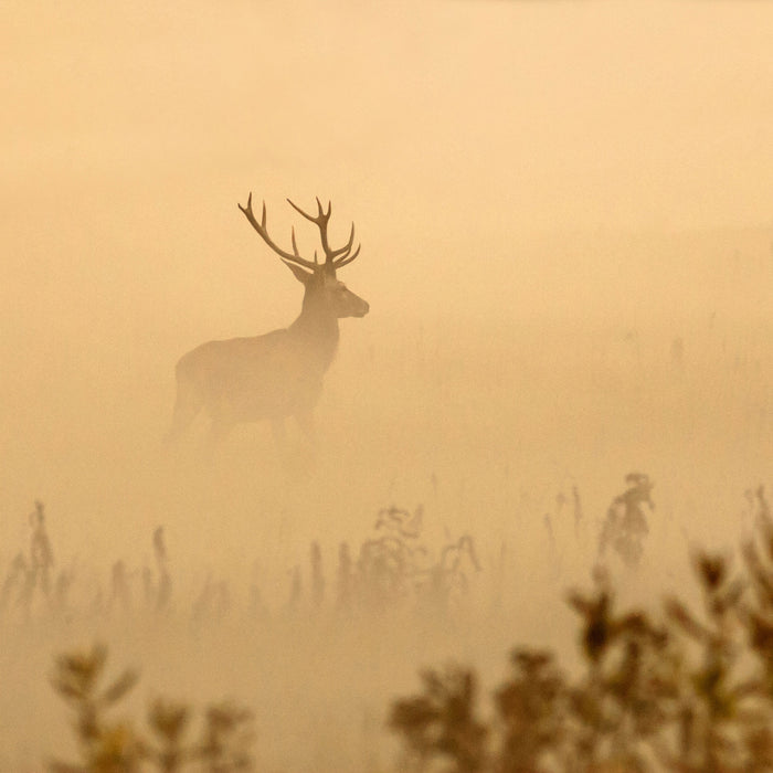 Hirsch im Nebel, Glasbild Quadratisch