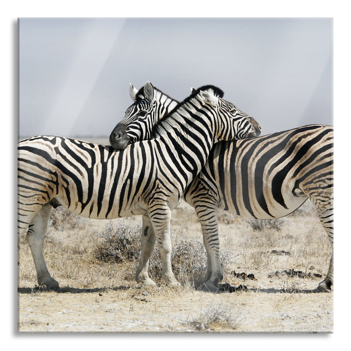 Schmusende Zebras, Glasbild Quadratisch