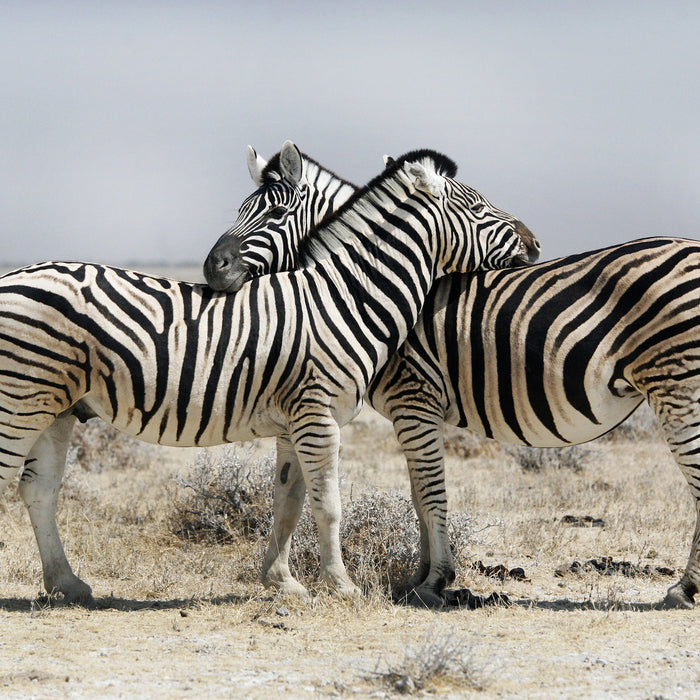 Schmusende Zebras, Glasbild Quadratisch