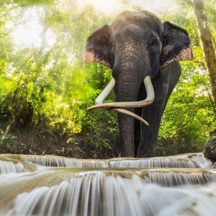 Elefant am Bach, Glasbild Quadratisch