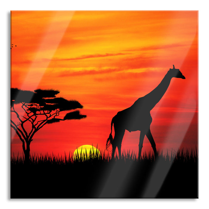 Giraffe im Sonnenuntergang, Glasbild Quadratisch