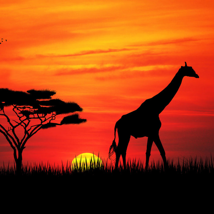 Giraffe im Sonnenuntergang, Glasbild Quadratisch