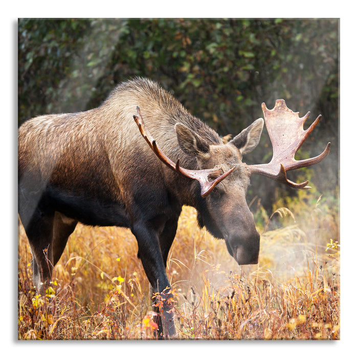 Pixxprint Großer Elch, Glasbild Quadratisch