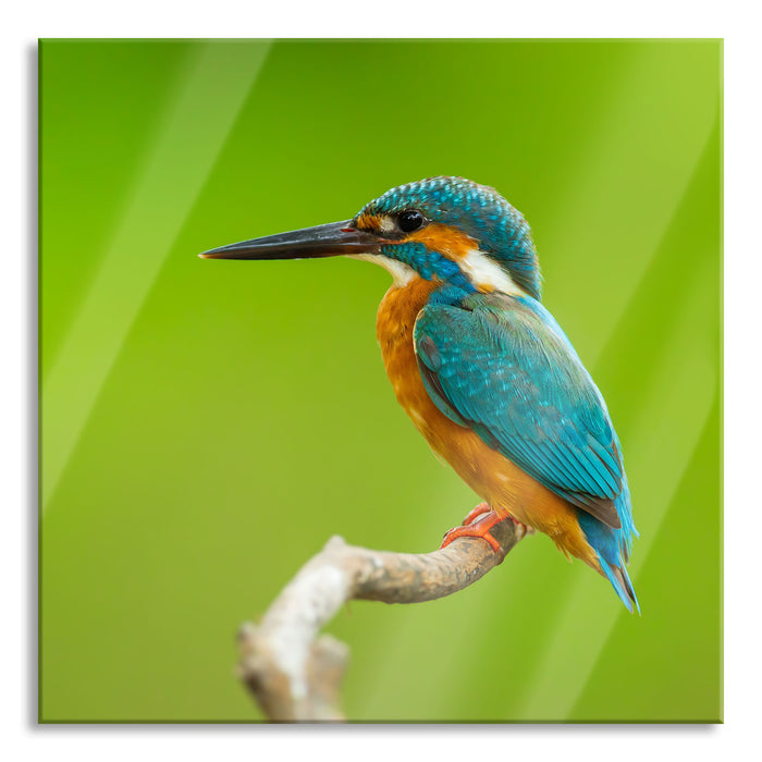 Kleiner Eisvogel, Glasbild Quadratisch