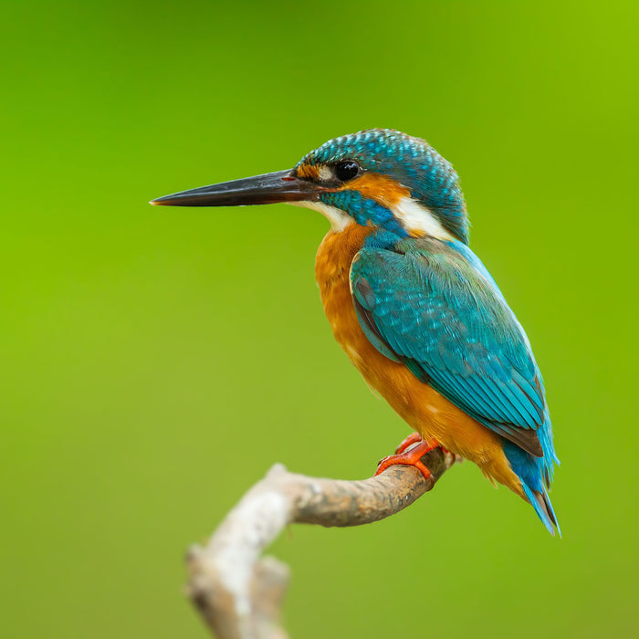 Kleiner Eisvogel, Glasbild Quadratisch