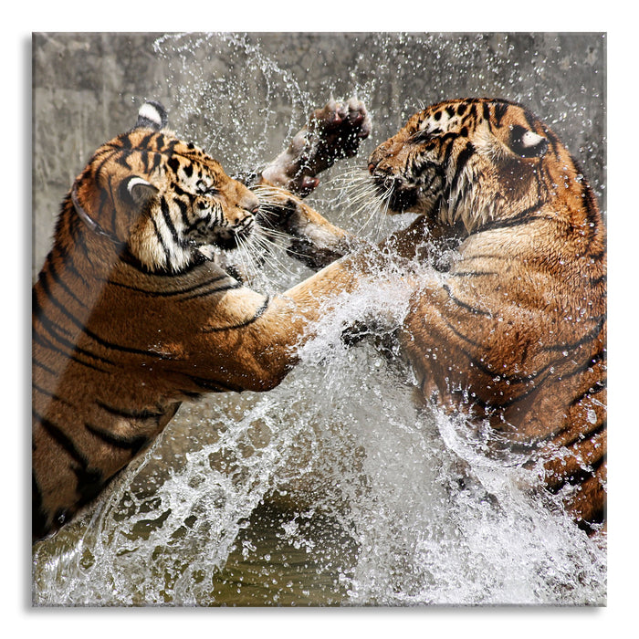 Kämpfende Tiger im Wasser, Glasbild Quadratisch