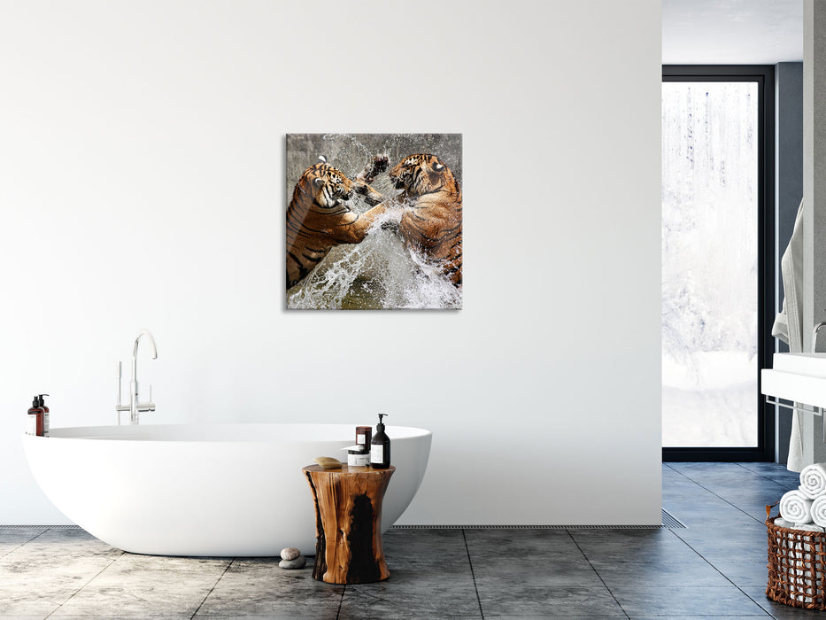 Kämpfende Tiger im Wasser, Glasbild Quadratisch