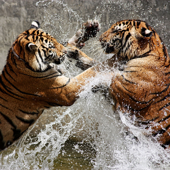 Kämpfende Tiger im Wasser, Glasbild Quadratisch