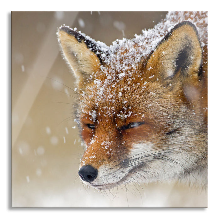 Fuchs im Schnee, Glasbild Quadratisch