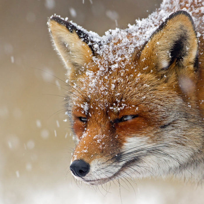 Fuchs im Schnee, Glasbild Quadratisch