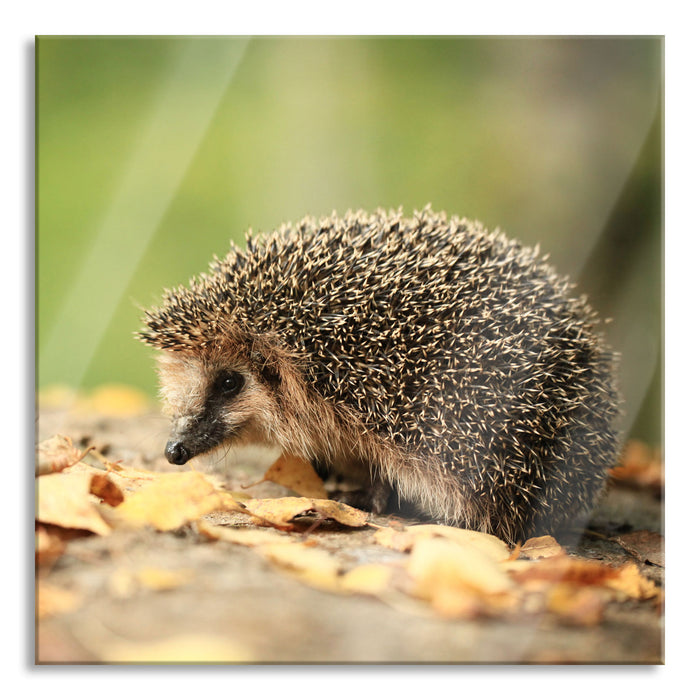 Igel im Laub, Glasbild Quadratisch