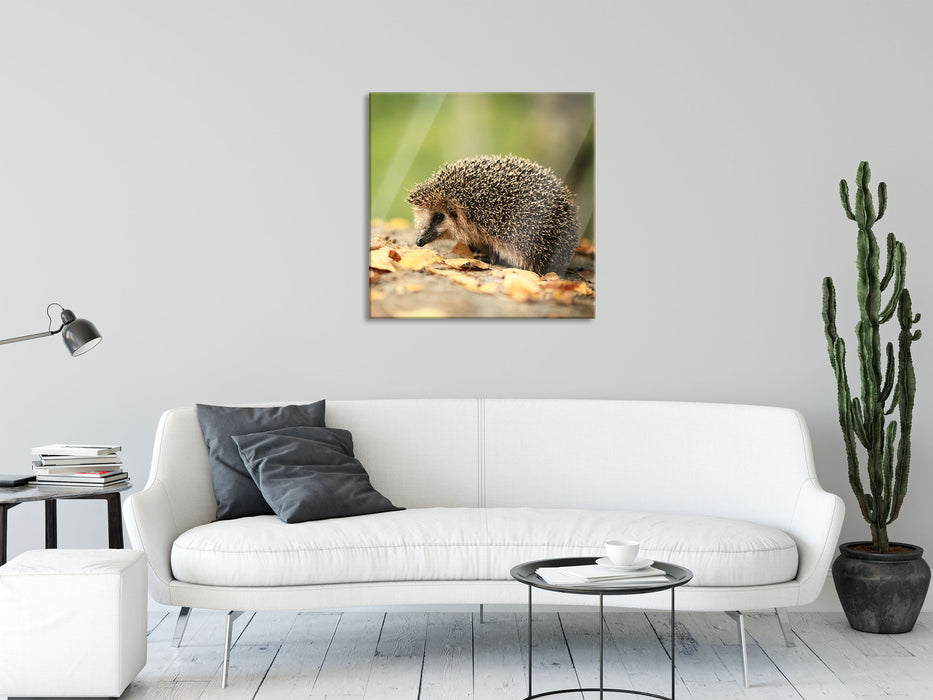 Igel im Laub, Glasbild Quadratisch