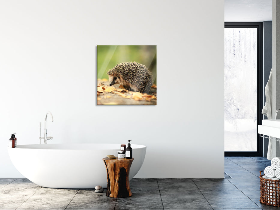 Igel im Laub, Glasbild Quadratisch