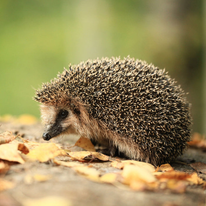 Igel im Laub, Glasbild Quadratisch